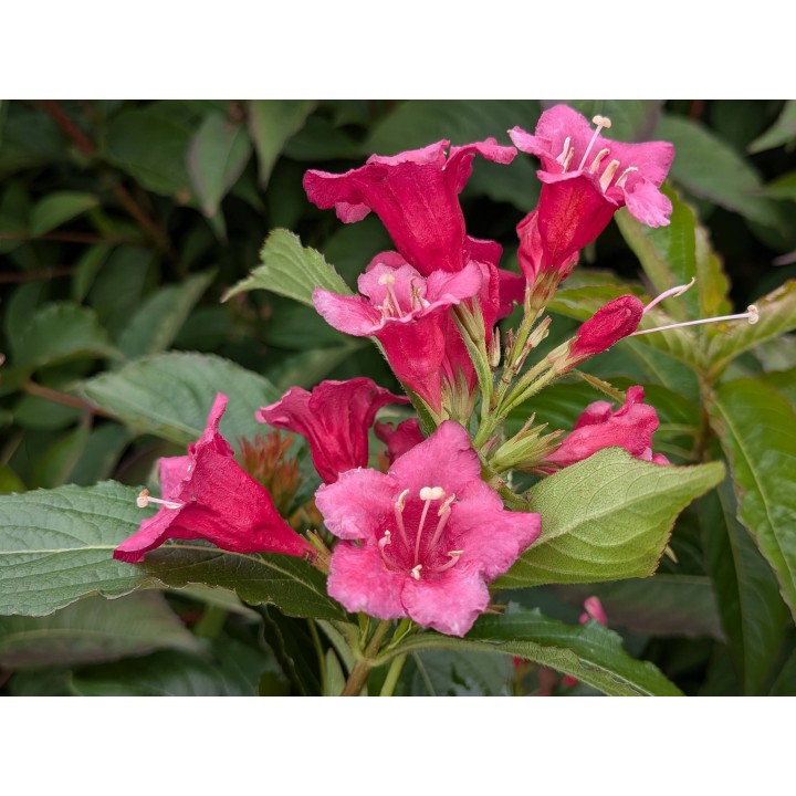 Blüte von Weigelie 'Bristol Ruby' – Weigela