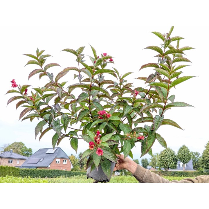 Kräftige 'Bristol Ruby' – Weigela Pflanze