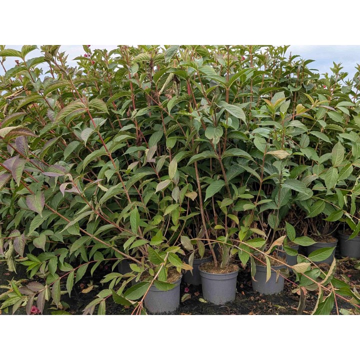 Weigelie 'Bristol Ruby' 60–100 cm kaufen