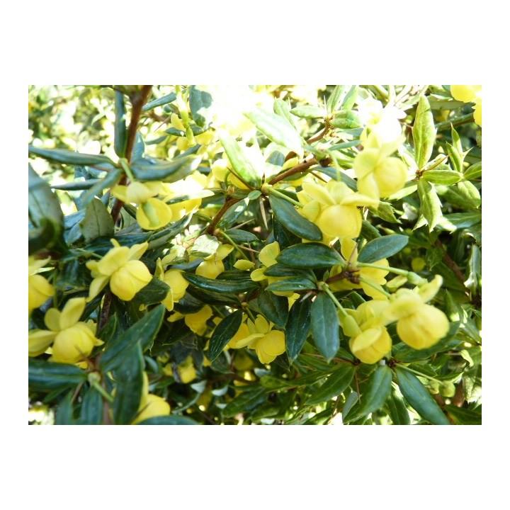 Silber-Berberitze 'frikartii' Verrucandi, 40-50cm