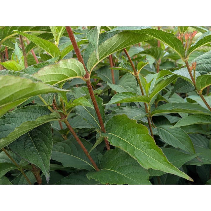 Laub von Weigelie 'Bristol Ruby'