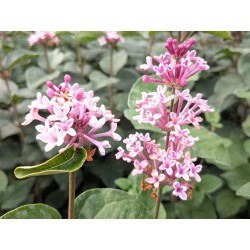 Herbstflieder 'Superba'