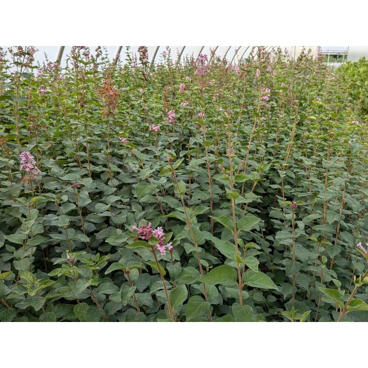 Herbstflieder 'Superba' 60–80 cm kaufen