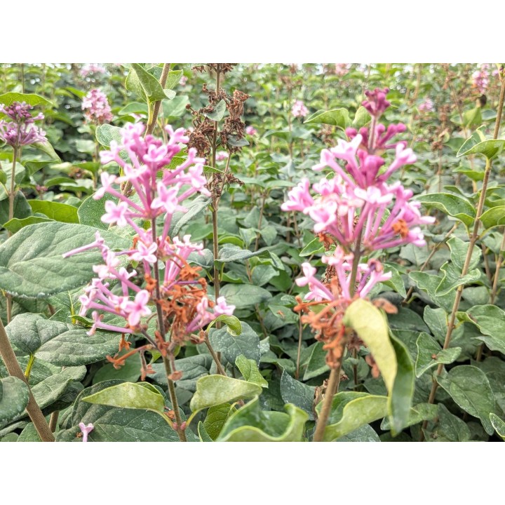 Blühender Herbstflieder 'Superba' – Syringa microphylla