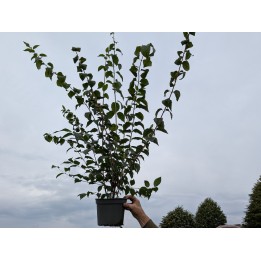 Europäischer Pfeifenstrauch 60–100 cm kaufen
