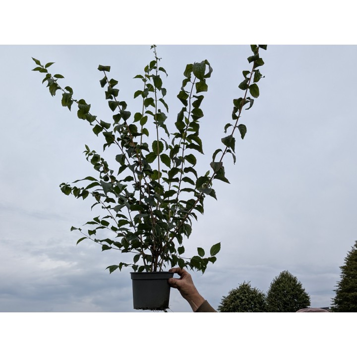 Europäischer Pfeifenstrauch 60–100 cm kaufen