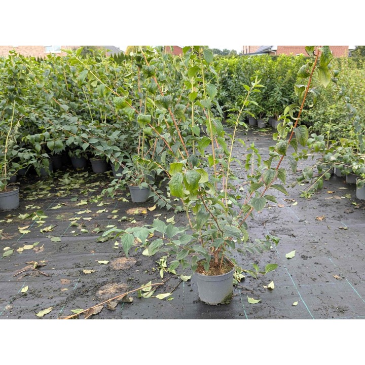 Einzelpflanze im Beet: Europäischer Pfeifenstrauch – Philadelphus coronarius