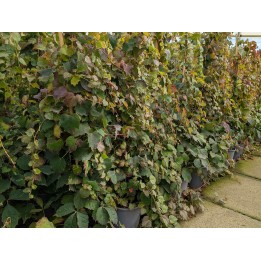 Wilder Wein 'Veitchii' 60–100 cm kaufen