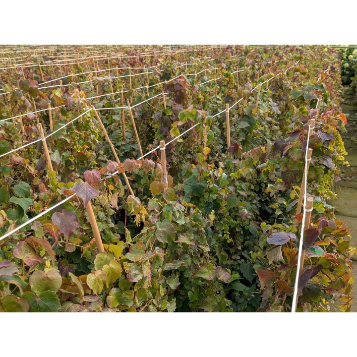 Wilder Wein 'Veitchii' 60–100 cm kaufen