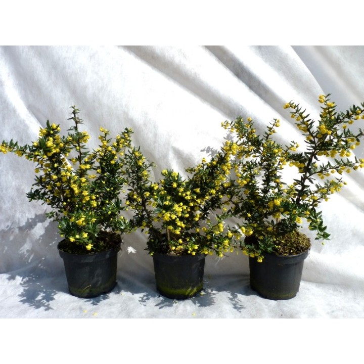 Silber-Berberitze 'frikartii' Verrucandi, 40-50cm
