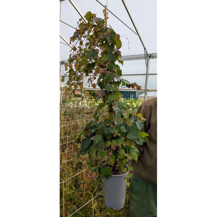 Einzelpflanze Wilder Wein 'Veitchii' – Parthenocissus tricuspidata