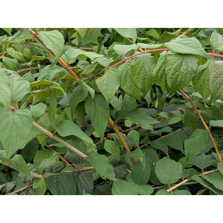 Perlmuttstrauch (Kolkwitzia amabilis) 60–100 cm kaufen