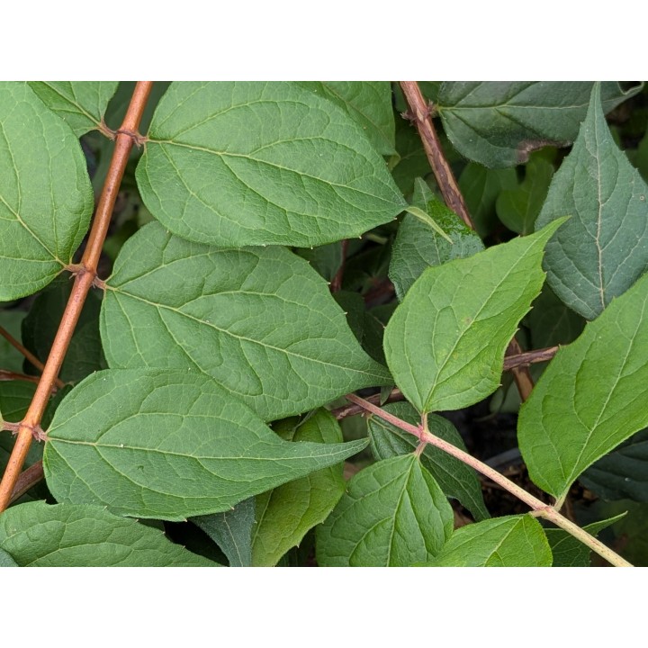 Perlmuttstrauch (Kolkwitzia amabilis) 60–100 cm kaufen