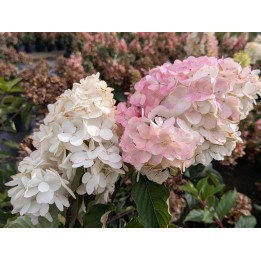 Rispenhortensie 'Vanille-Fraise' 40–60 cm kaufen