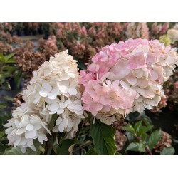 Rispenhortensie 'Vanille-Fraise'