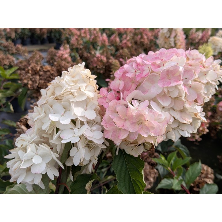 Rispenhortensie 'Vanille-Fraise' 40–60 cm kaufen