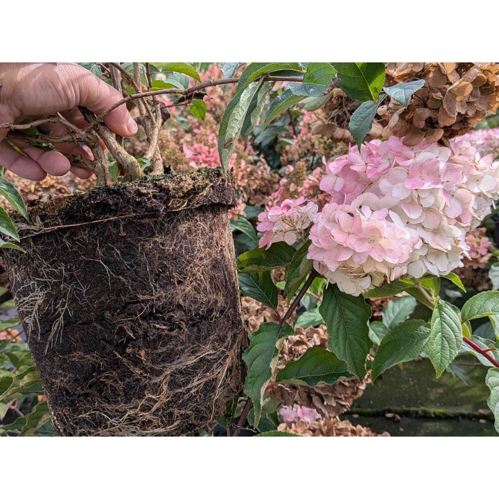 Rispenhortensie 'Vanille-Fraise' 40–60 cm kaufen