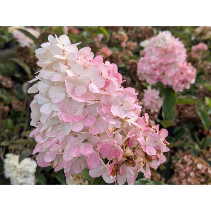 Rispenhortensie 'Vanille-Fraise' 40–60 cm kaufen