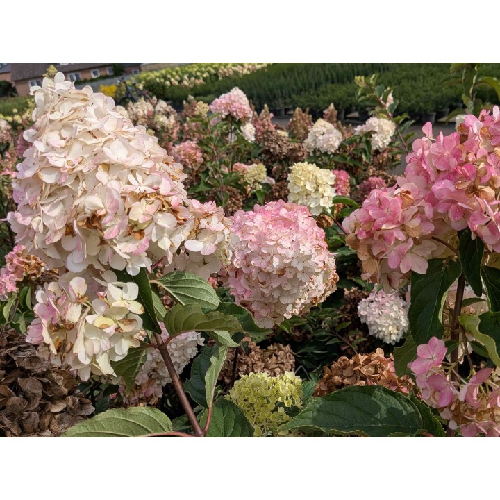 Rispenhortensie 'Vanille-Fraise' 40–60 cm kaufen