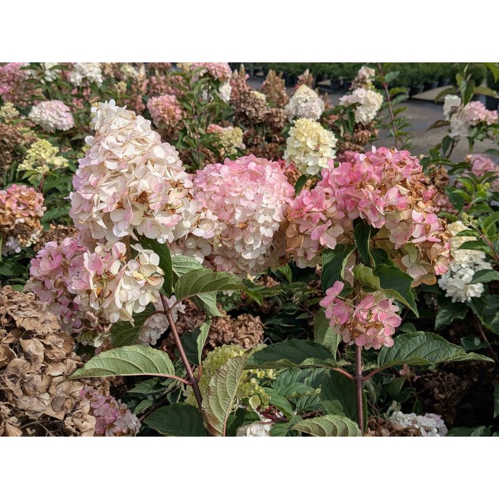 Rispenhortensie 'Vanille-Fraise' 40–60 cm kaufen