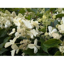 Rispenhortensie 'Kyushu' 40–60 cm kaufen