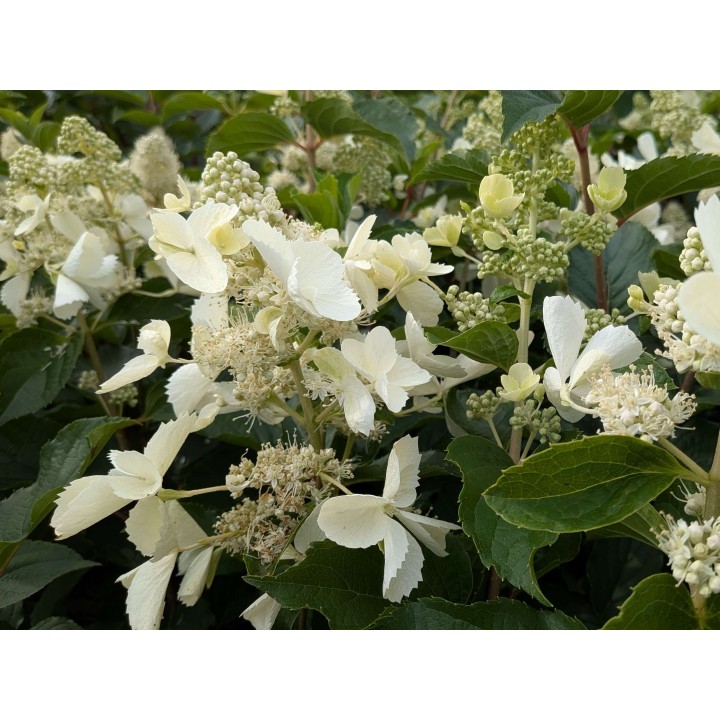Rispenhortensie 'Kyushu' 40–60 cm kaufen
