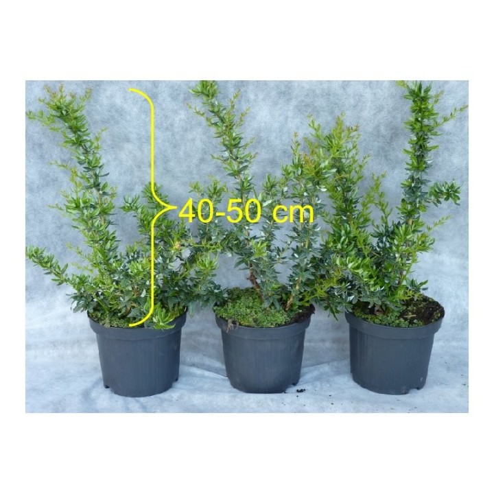 Silber-Berberitze 'frikartii' Verrucandi, 40-50cm