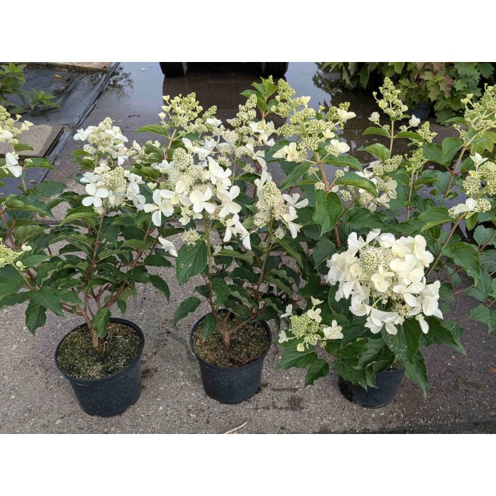Rispenhortensie 'Kyushu' 40–60 cm kaufen