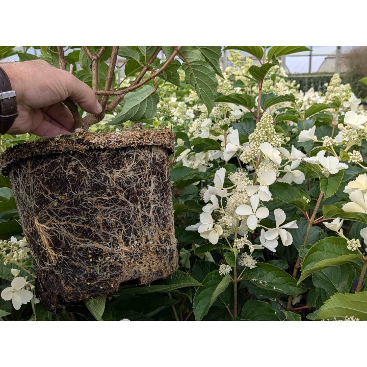 Rispenhortensie 'Kyushu' 40–60 cm kaufen