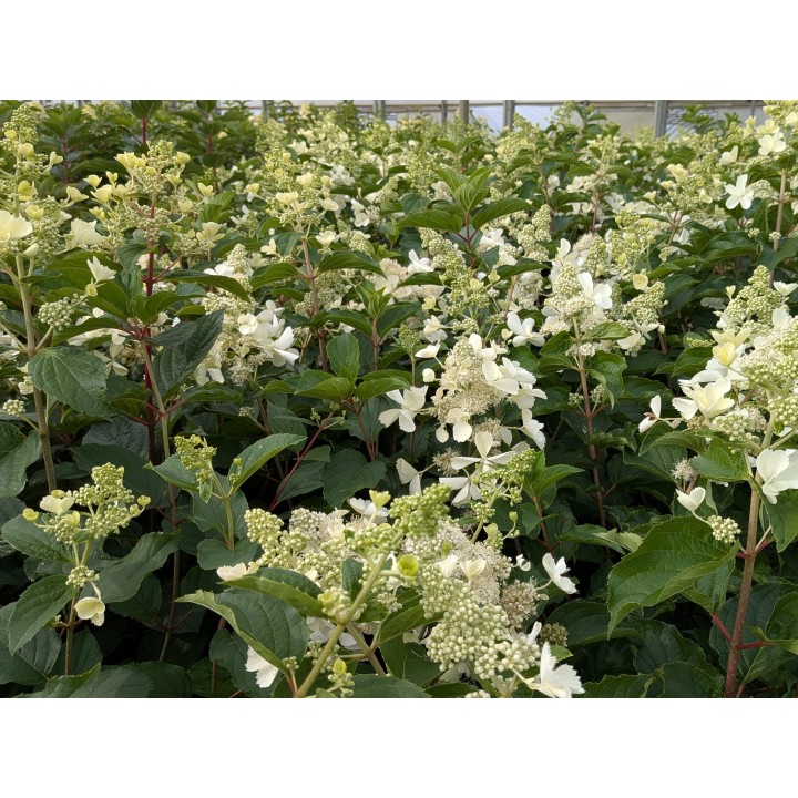 Blütenbild Rispenhortensie 'Kyushu' – Hydrangea paniculata