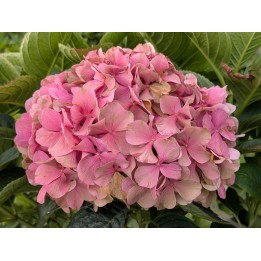 Bauernhortensie 'Bouquet Rose' 30–40 cm kaufen