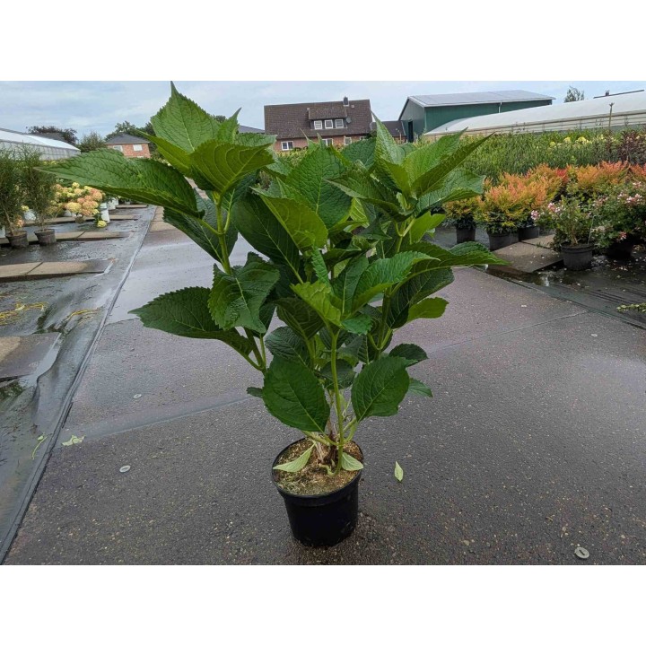 Bauernhortensie 'Bouquet Rose' 30–40 cm kaufen