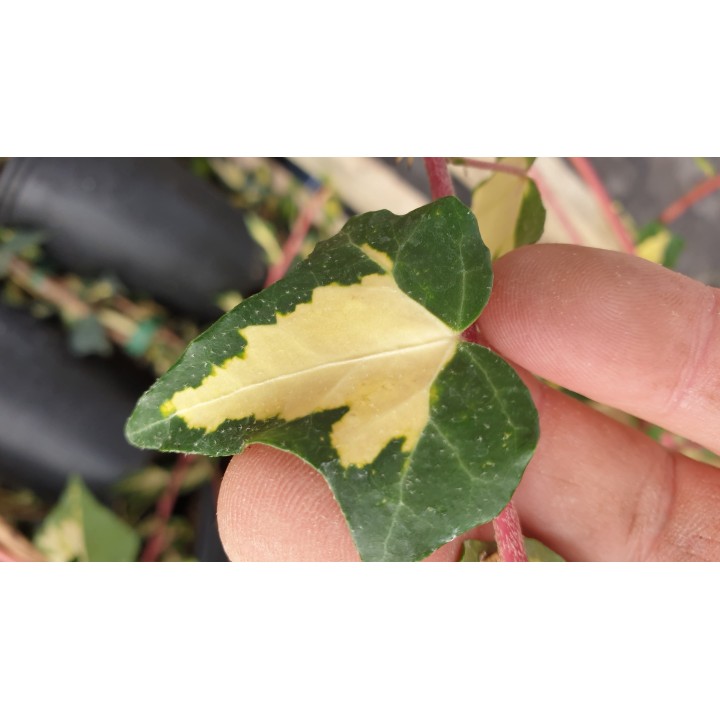 Efeu 'Goldheart' (Hedera helix 'Goldheart') 20–100 cm kaufen