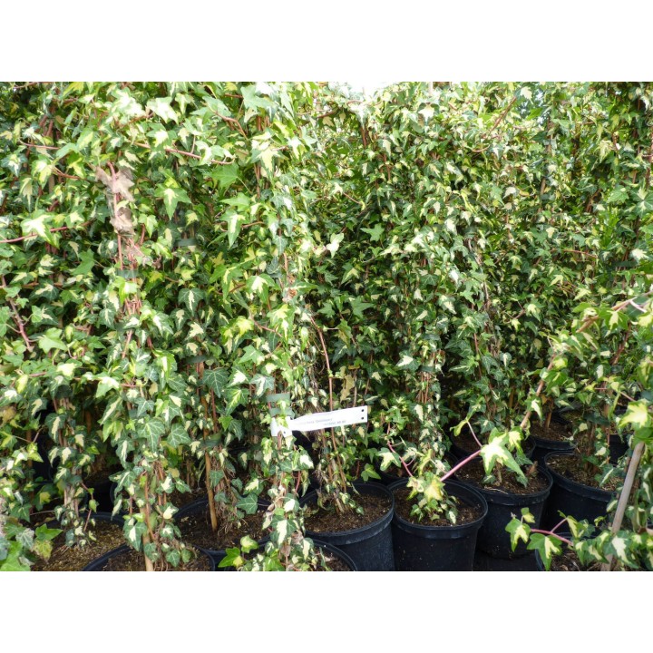 Efeu 'Goldheart' (Hedera helix 'Goldheart') 20–100 cm kaufen