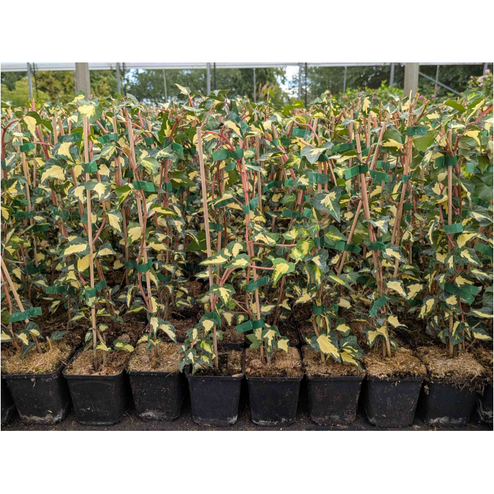Efeu 'Goldheart' (Hedera helix 'Goldheart') 20–100 cm kaufen
