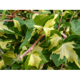 Efeu 'Goldheart' (Hedera helix 'Goldheart') 20–100 cm kaufen