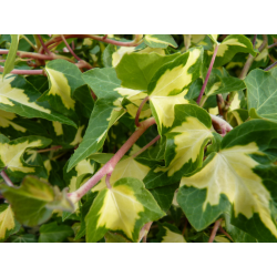 Efeu 'Goldheart'