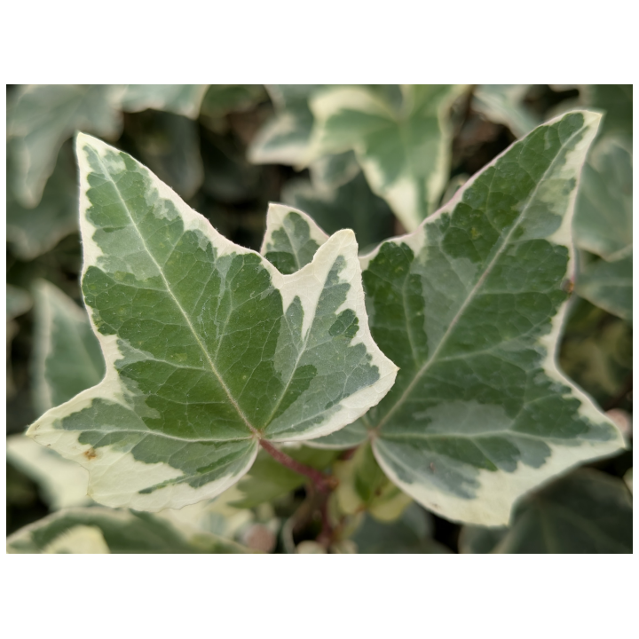 Efeu 'Glacier' (Hedera helix 'Glacier') 20–100 cm kaufen