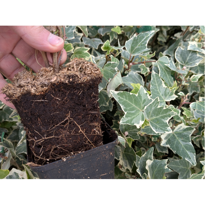 Efeu 'Glacier' (Hedera helix 'Glacier') 20–100 cm kaufen
