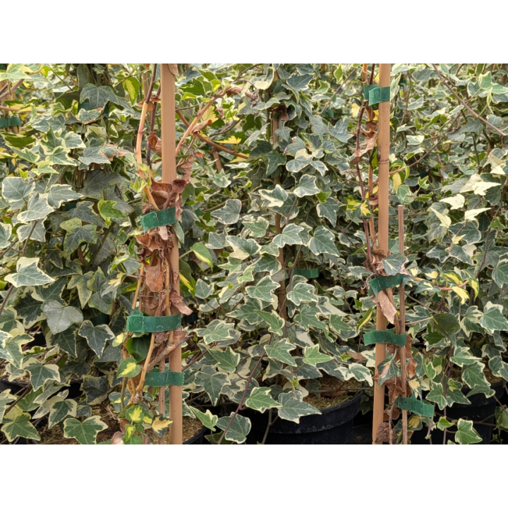 Efeu 'Glacier' (Hedera helix 'Glacier') 20–100 cm kaufen