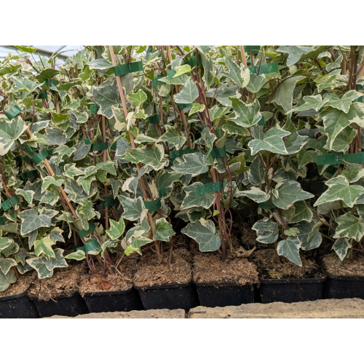 Efeu 'Glacier' (Hedera helix 'Glacier') 20–100 cm kaufen