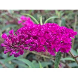 Sommerflieder 'Royal Red' 60–100 cm kaufen