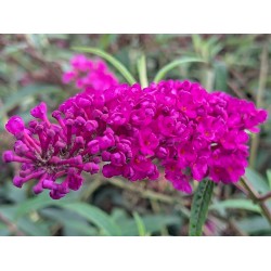 Sommerflieder 'Royal Red'