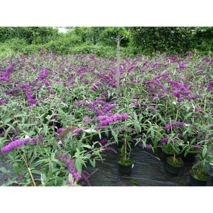 Sommerflieder 'Royal Red' 60–100 cm kaufen