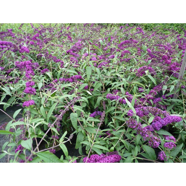 Sommerflieder 'Royal Red' 60–100 cm kaufen