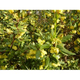 Silber-Berberitze 'frikartii' Verrucandi, 30-40 cm