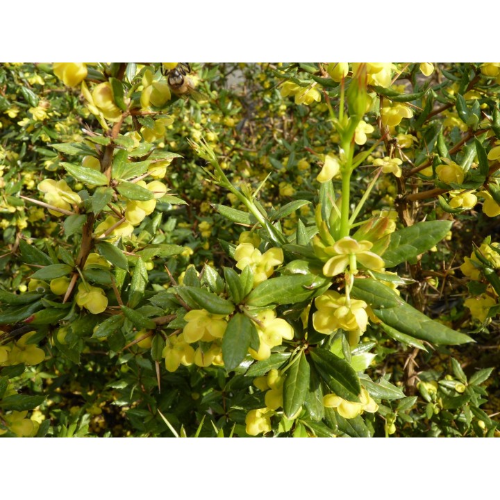 Silber-Berberitze 'frikartii' Verrucandi, 30-40 cm
