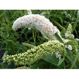 Sommerflieder 'Peace' 60–100 cm kaufen