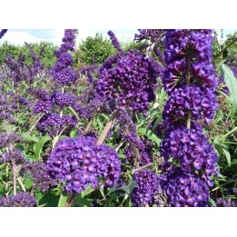 Sommerflieder 'Black Knight' 60–100 cm kaufen