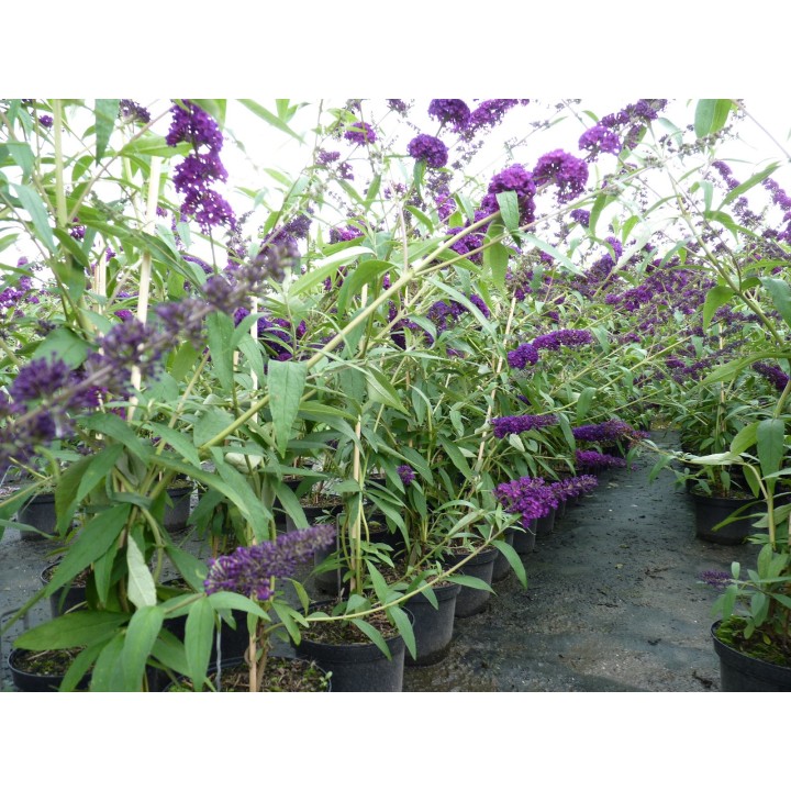 Sommerflieder 'Black Knight' 60–100 cm kaufen